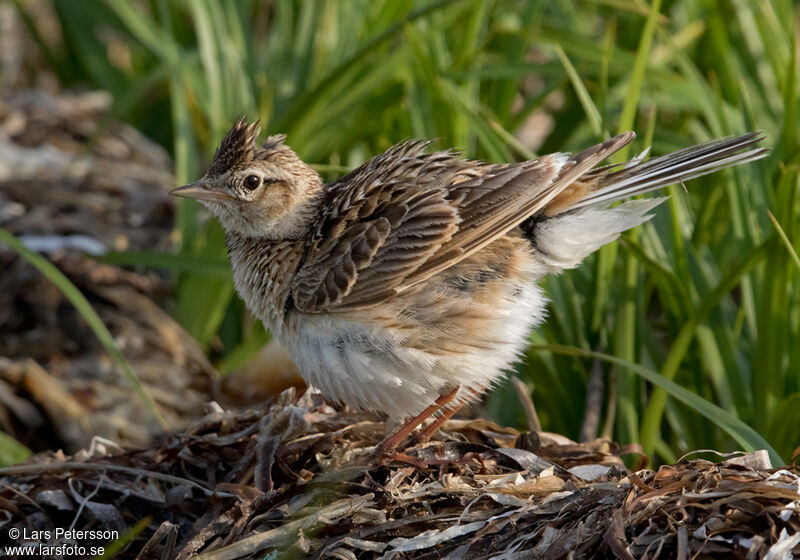 Eurasian Skylark