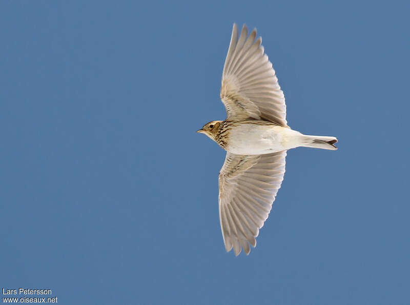 Eurasian Skylarkadult, pigmentation, Flight