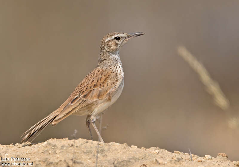 Karoo Long-billed Larkadult, identification