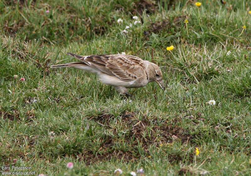 Alouette du Tibet, identification