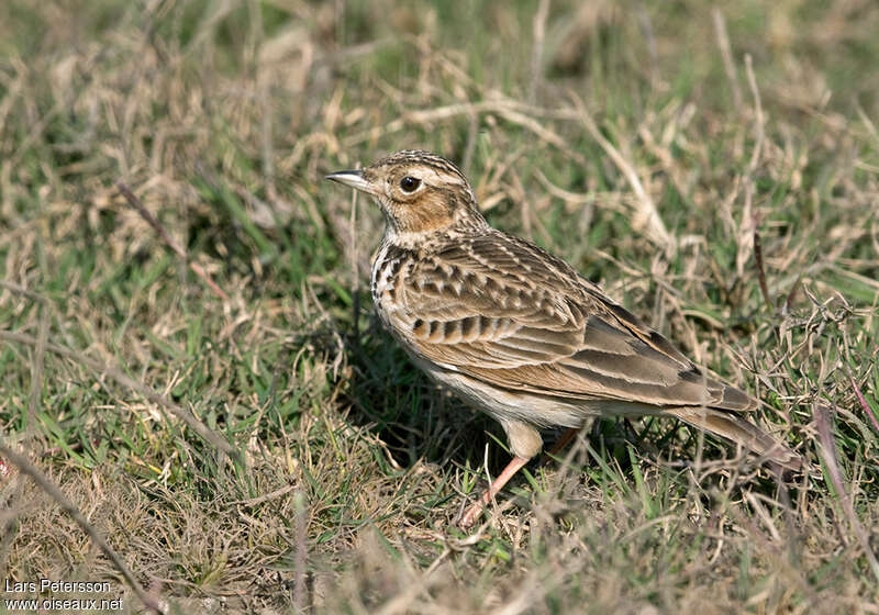 Oriental Skylark, identification