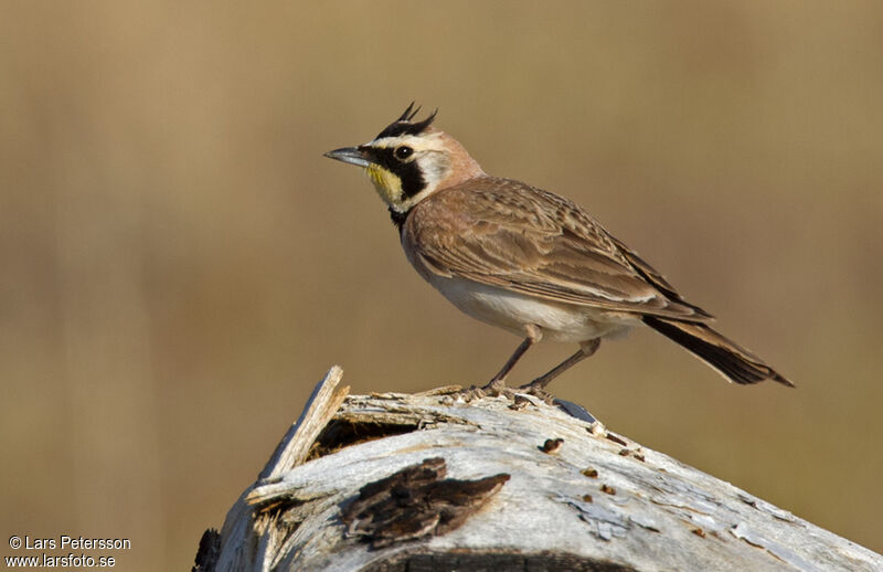 Horned Lark