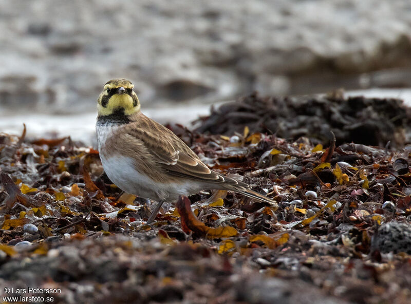 Horned Lark