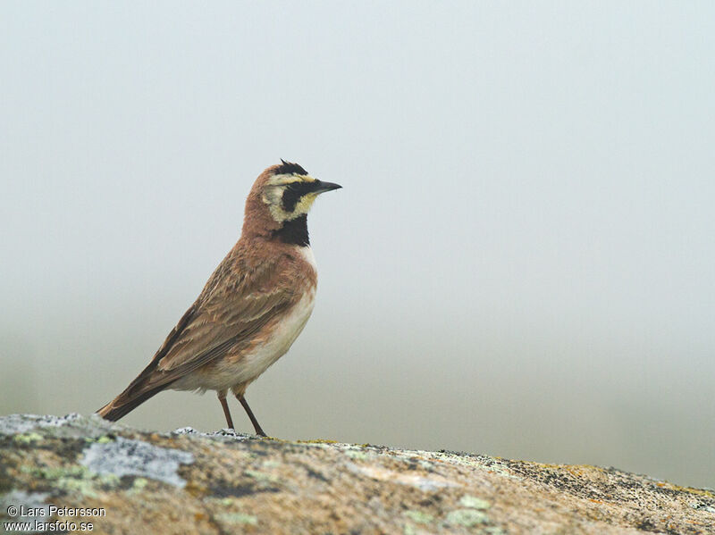 Horned Lark