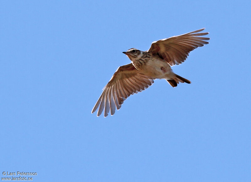 Woodlark