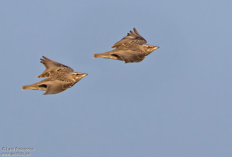 Bimaculated Lark