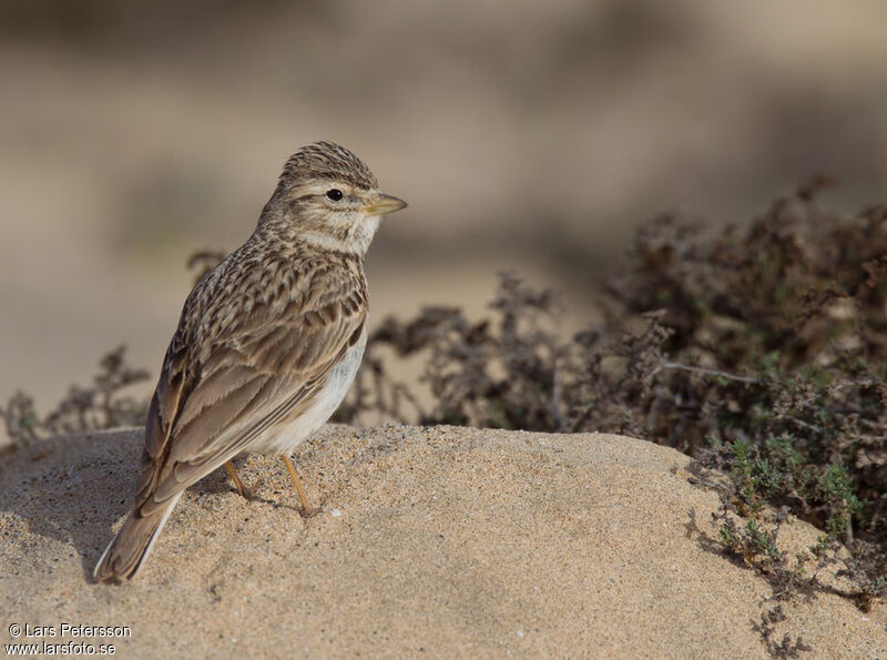 Alouette pispolette