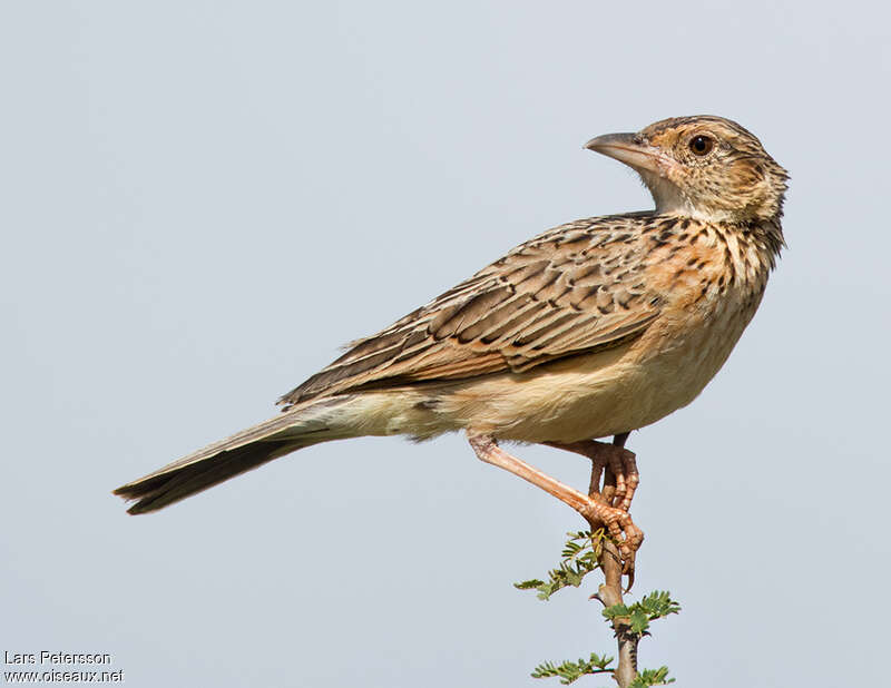 Alouette polyglotteadulte, portrait