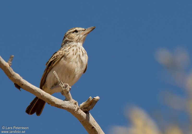 Sabota Lark