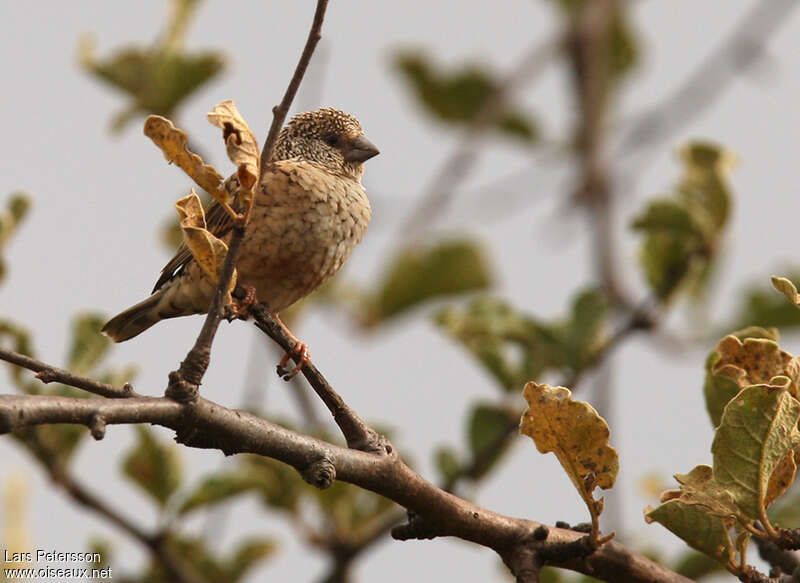 Cut-throat Finch female adult, identification