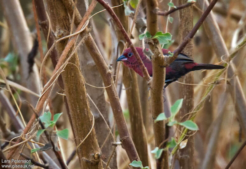 Amarante à ventre noir mâle adulte, identification