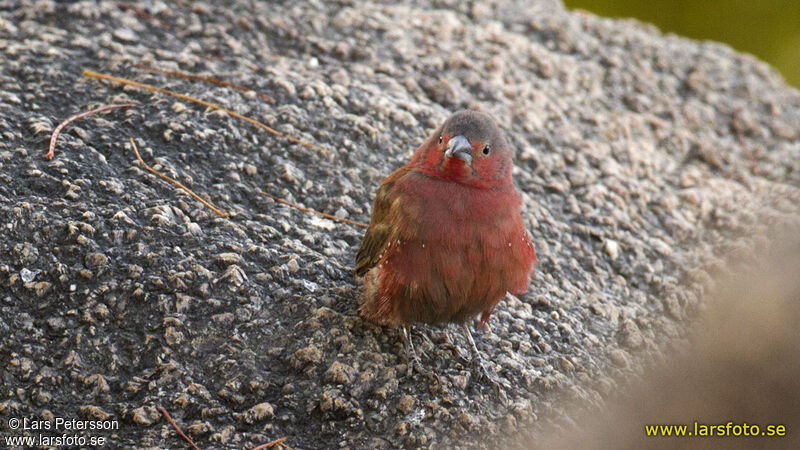 Rock Firefinch