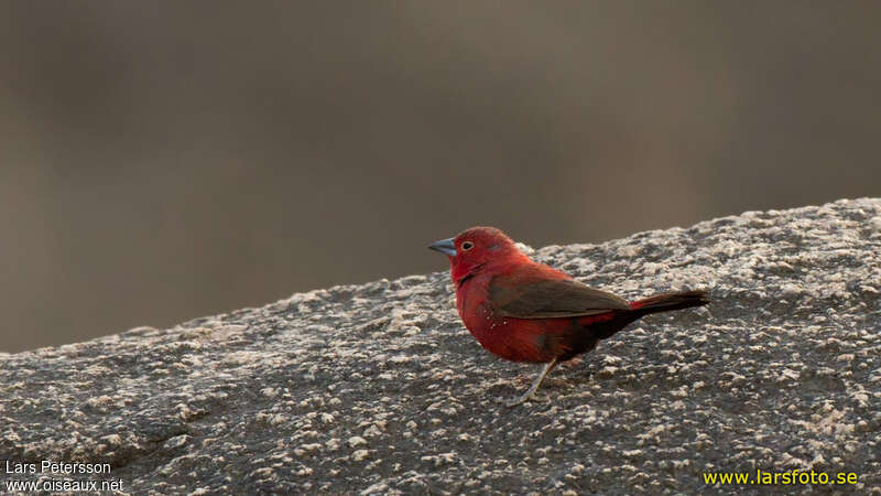 Amarante des rochers mâle adulte, identification