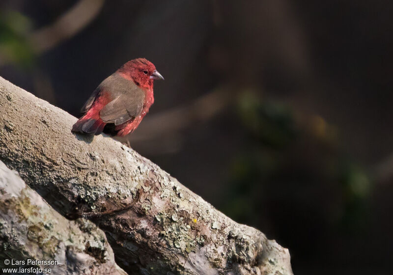 African Firefinch