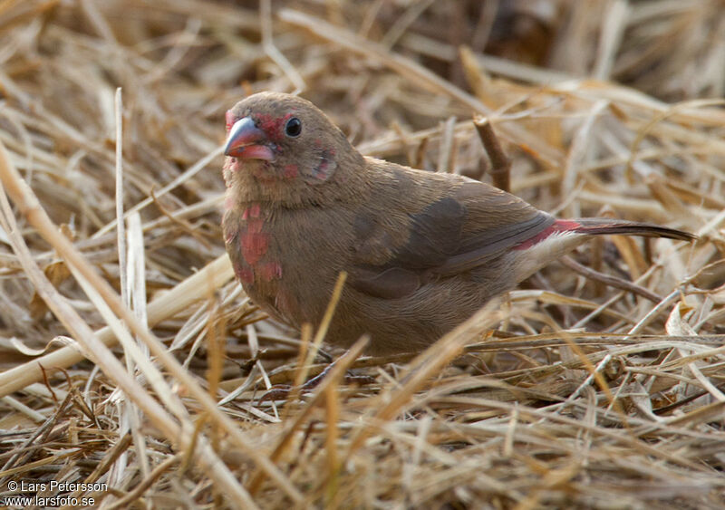 Bar-breasted Firefinch