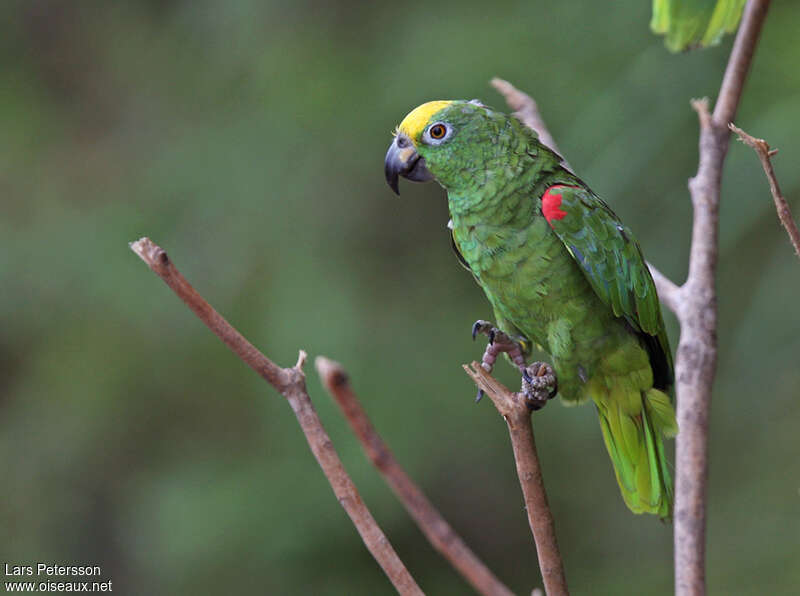 Amazone à front jauneadulte, identification