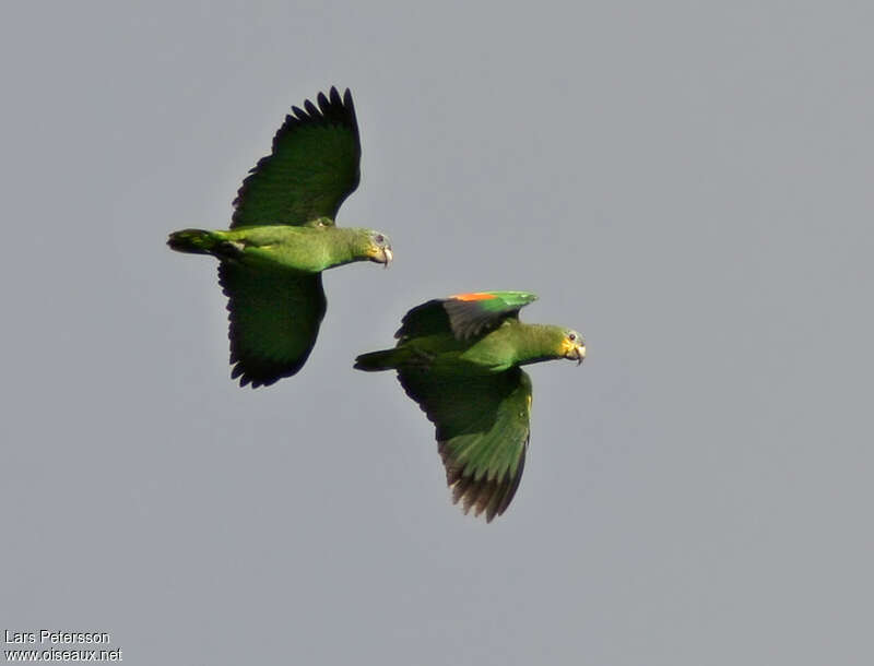 Orange-winged Amazonadult, Flight