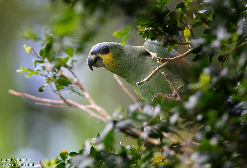 Orange-winged Amazonadult, habitat, pigmentation