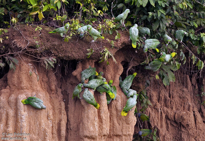 Amazone poudrée