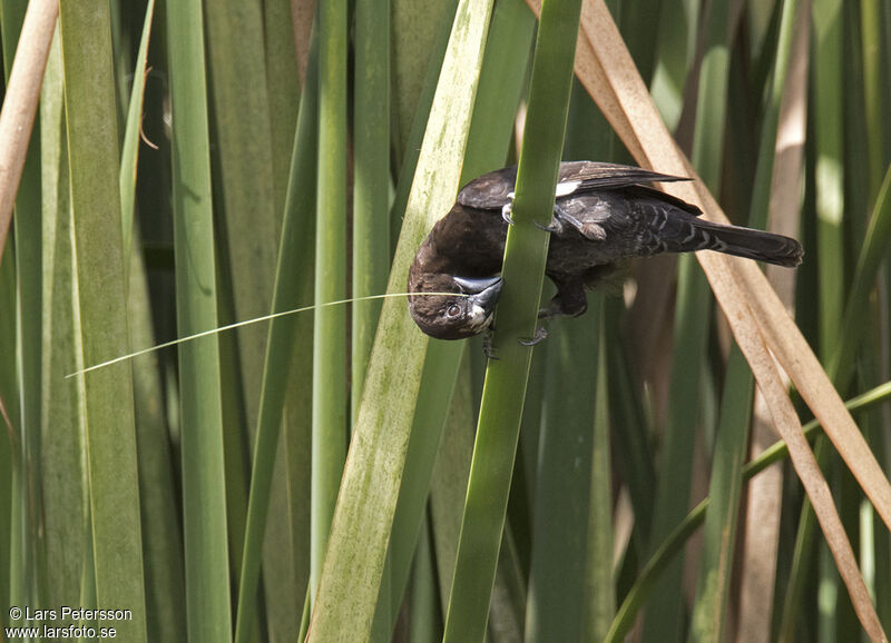 Thick-billed Weaver