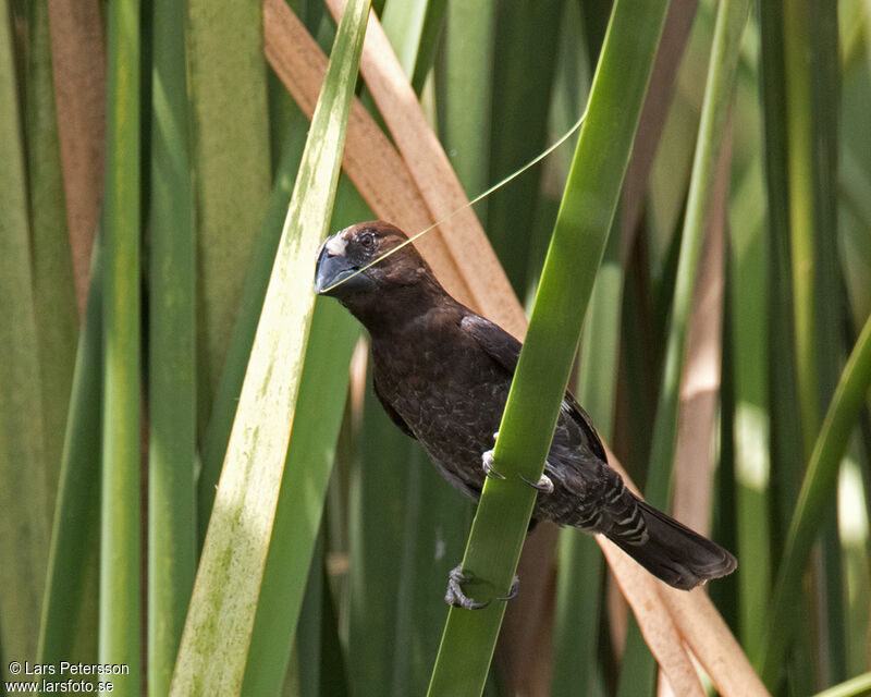 Thick-billed Weaver