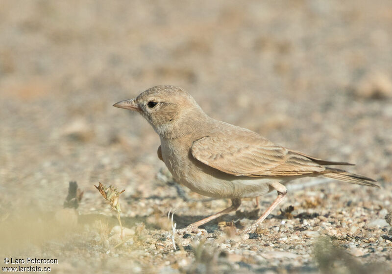 Bar-tailed Lark