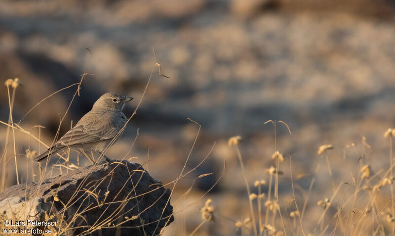 Desert Lark