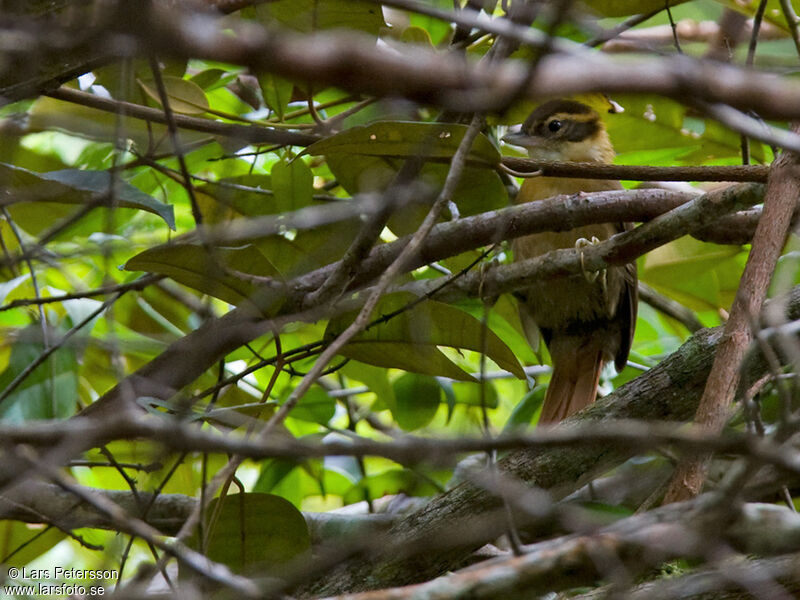 White-collared Foliage-gleaner