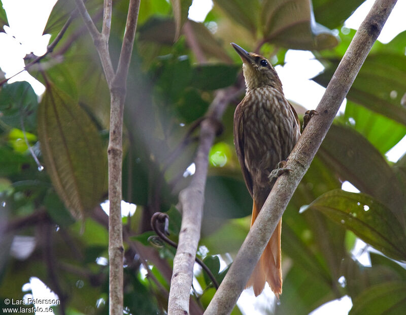 Pale-browed Treehunter