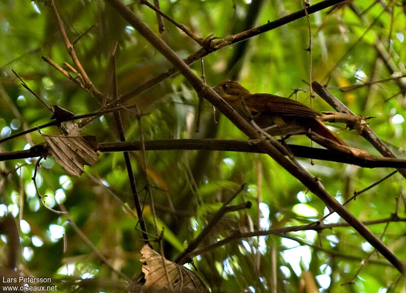 Brown-rumped Foliage-gleaner, identification