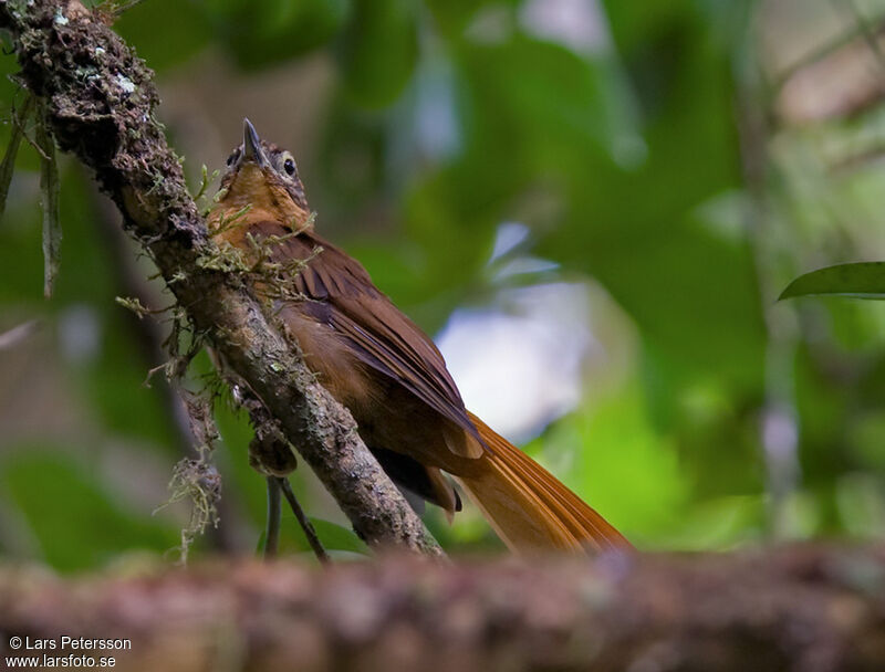 Alagoas Foliage-gleaner