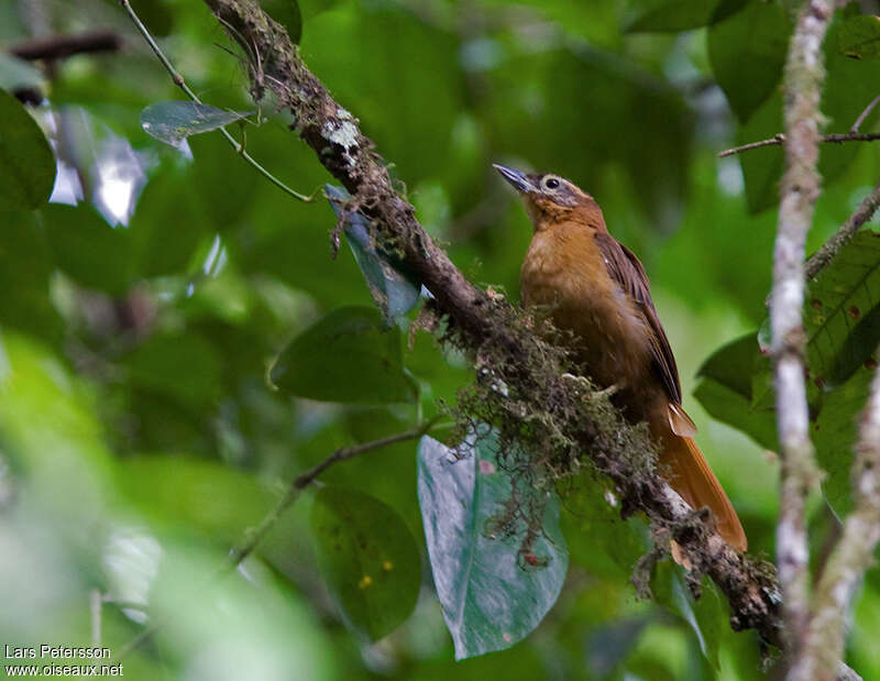 Alagoas Foliage-gleaneradult, identification