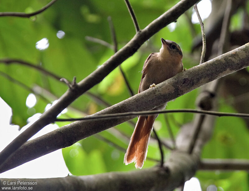 Buff-fronted Foliage-gleaner