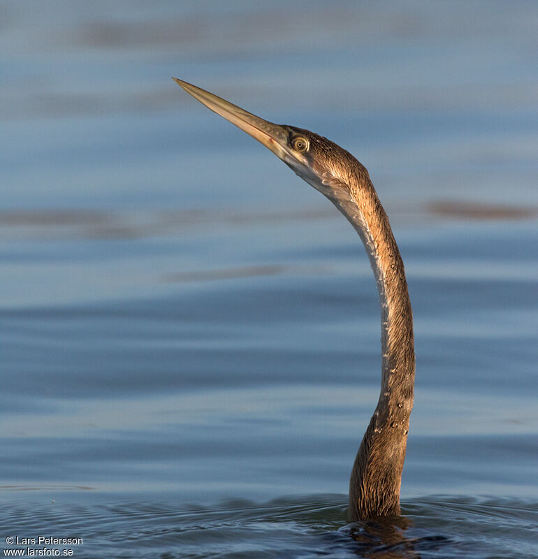 Anhinga d'Afrique