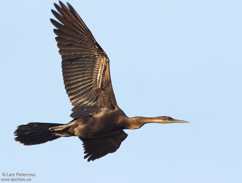 Anhinga d'Afrique