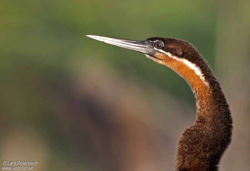 African Darter