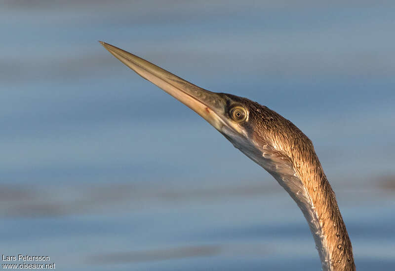 African DarterFirst year, close-up portrait