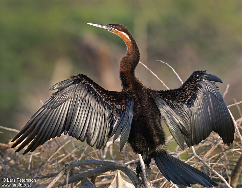 African Darter