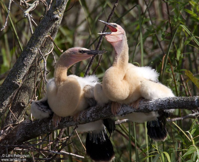 Anhinga d'Amérique