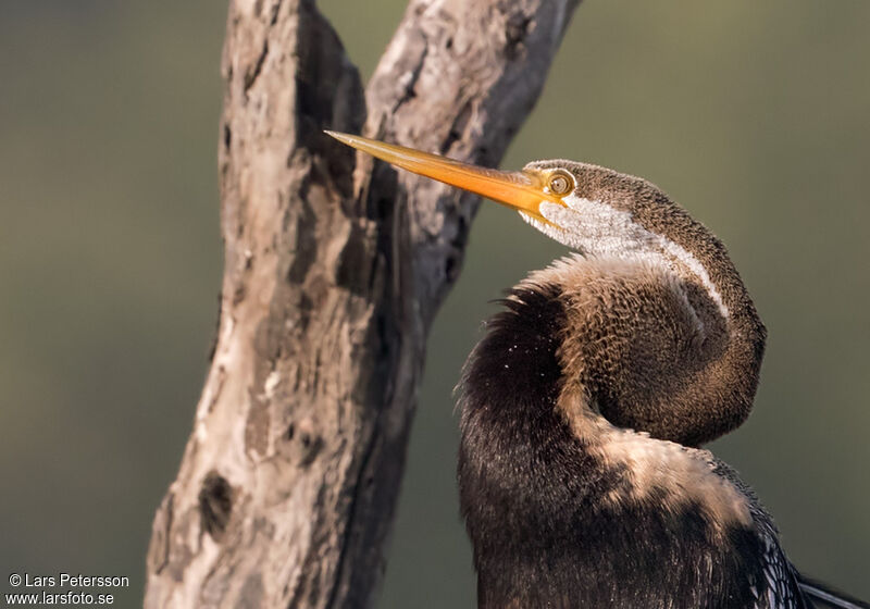 Anhinga roux