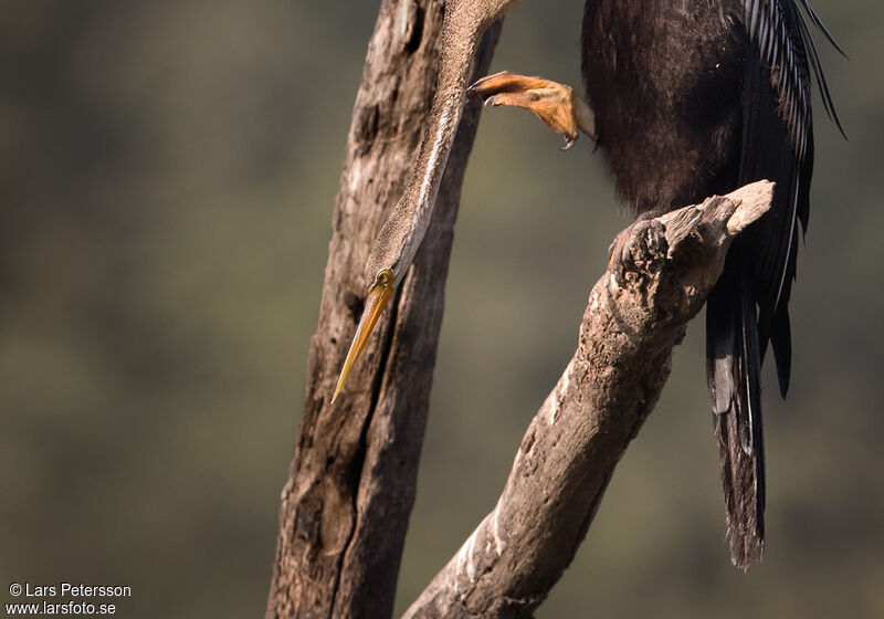 Anhinga roux