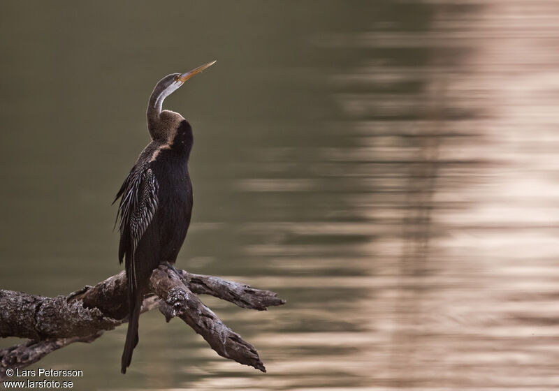 Oriental Darter