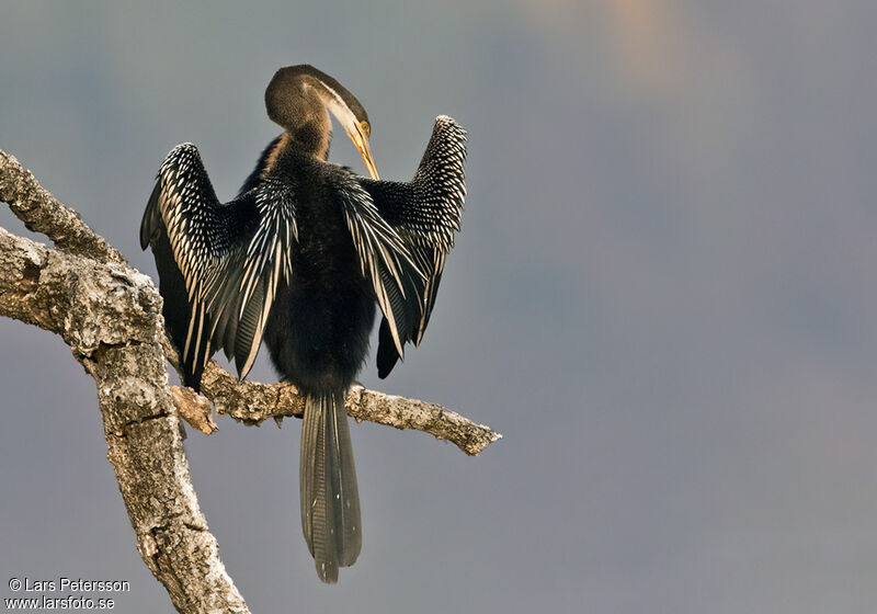 Oriental Darter