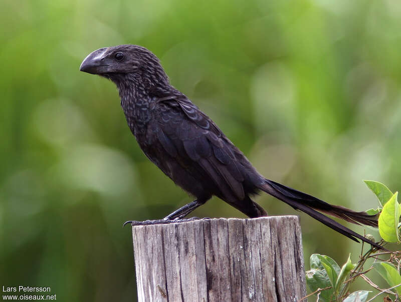 Smooth-billed Aniadult, pigmentation