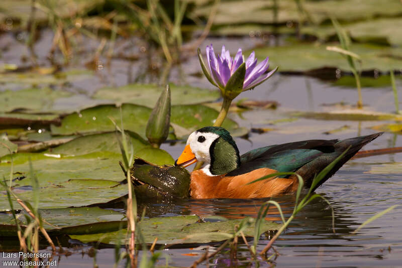 African Pygmy Goose male adult, feeding habits, eats