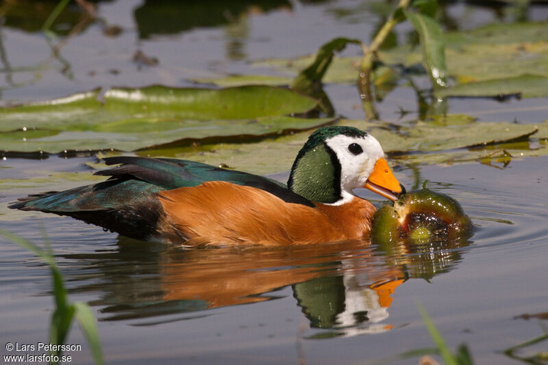 African Pygmy Goose