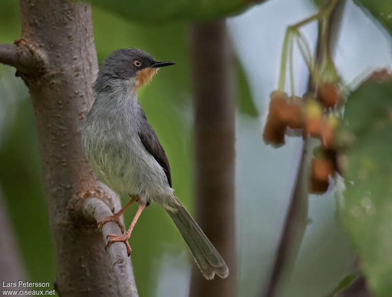 Apalis à gorge marronadulte, Comportement