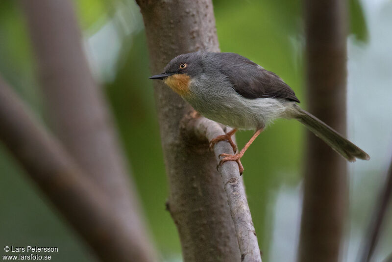 Apalis à gorge marron