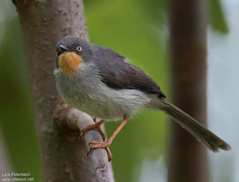 Chestnut-throated Apalisadult, identification