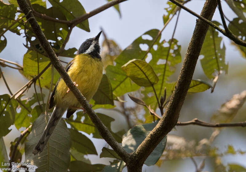 Apalis à gorge noireadulte, habitat, pigmentation